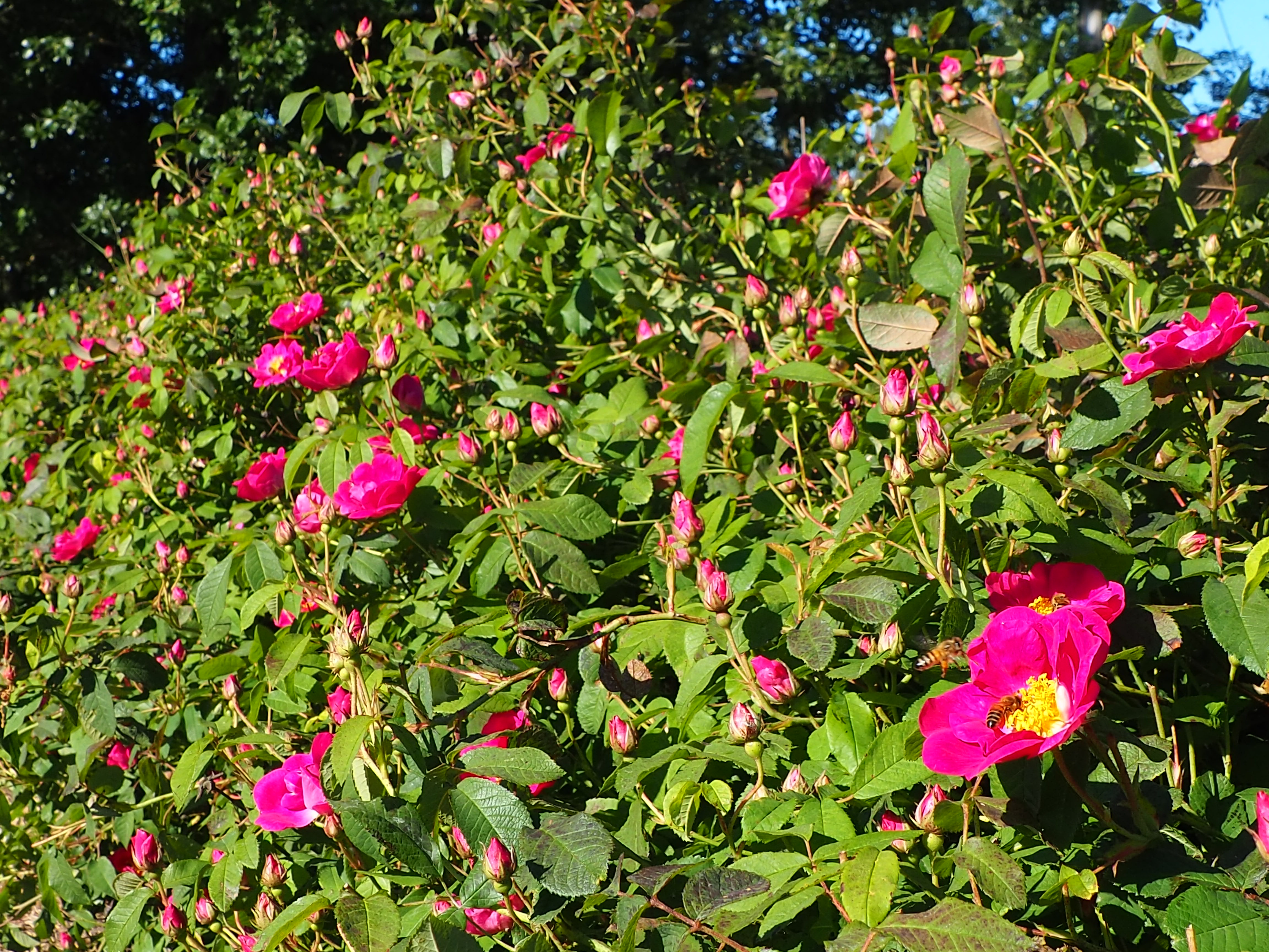 Les buissons de rosa gallica en fleurs aux jardins du cabri